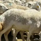 حرش مراح وطيبه وصغار سن