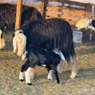 ضان نجد ولد