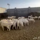 طليان ورخال ذبايح حري للمناسبات والزواجات والمطابخ