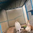 دجاج بلدي