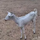 غنم