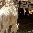 قعود للبيع معلف