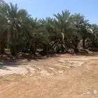 بمدينة رسولنا الأمين مزرعةجميلة للبيع مع إسطبل وبعدة مميزات