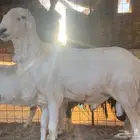 خروف فحل