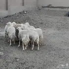 من1300 كلهم رواخى جارى