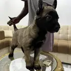 انثى مالينو
