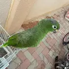 بغبغاء للبيع