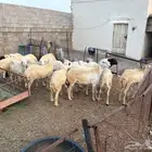 خرفان للبيع