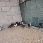 دجاج للبيع الحبه9