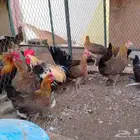 للبيع دجاج عربي سلاله ترثه قديمه