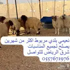 جذعان نعيمي بلدي مربوط يصلح لجميع المناسبات