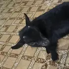 ماعز قزم