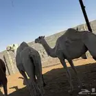 للبيع 4 عشائر