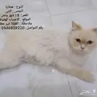 قطط نوع هملايا البيع سريع القطوه الوحده 100 لا يشكون من شي