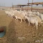 للبيع ضان حرش مراح واحد العدد80 بلفحل