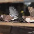 حمام رقاصي