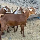غنم محايليات جروم عاليه من 980