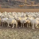 ضان حرش بفحولها