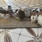 بهم وا دجاج وا جوز حمام كنق