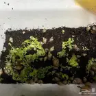 حلزونات افريقيه
