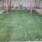 ثيل الخرج في بريده