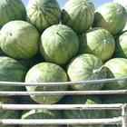 بطيخ القعريه ( عضوي )