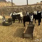 غنم للبيع