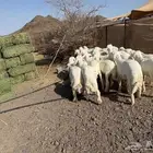 طليان فاخره شعره وشحم مراح واحد