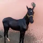للبيع مهر شعبي