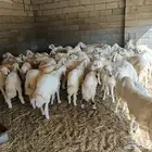 بهم وطليان تربيه ذبايح للمناسبات والزواجات