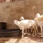 مشاريع فحول حرش