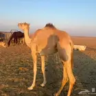 بكرة مفرودة باقي المعلومات على الوتساب