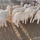 ذبايح