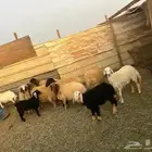 للبيع رخال نعيمي و2 خرفان نعيمي وحده رفيديه وحده رخل نجديه