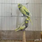 طيور حب طيور بادجي