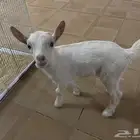 جفره قزم عمر شهرين
