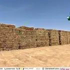 ذرة جيزانية حائل