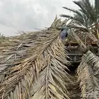 سعف نخل جريد عسيب