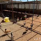 للبيع دجاج بلدي  حبشي  فيومي بط