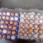 بيض مخصب