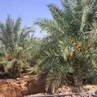 اليتمه نخل كبير روثانه كل نخله فيها اربع اوثلاث فسايل