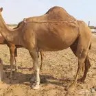 ناقة ساحليه حمراء تحتها بكره