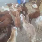 غنم سواكني مقفله شحم