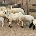 10 ضان ولد حريات ورفد تبارك الرحمن