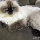 قطه للتبني