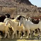 معزا هولنديات صنف( تم البيع )