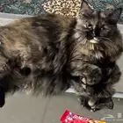قطط للتبني