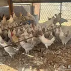 دجاج وديوك فيومي المنيوم سلالة صافيه ( جملة وتفريد)