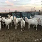 معزا مشاريك ( لاهل الصنف) للبيع