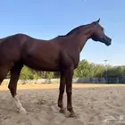 خيل واهو